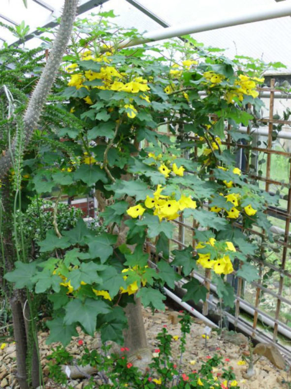 Uncarina decaryi - Succulent Sesame