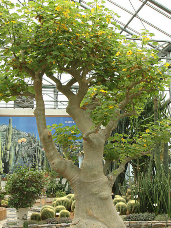 Uncarina decaryi - Succulent Sesame, Mouse Trap Tree