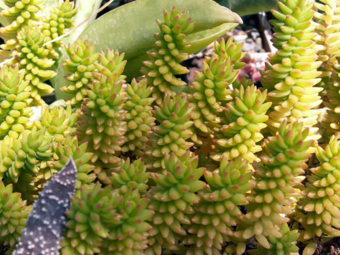 Sedum goldmanii, aka Villadia batesii