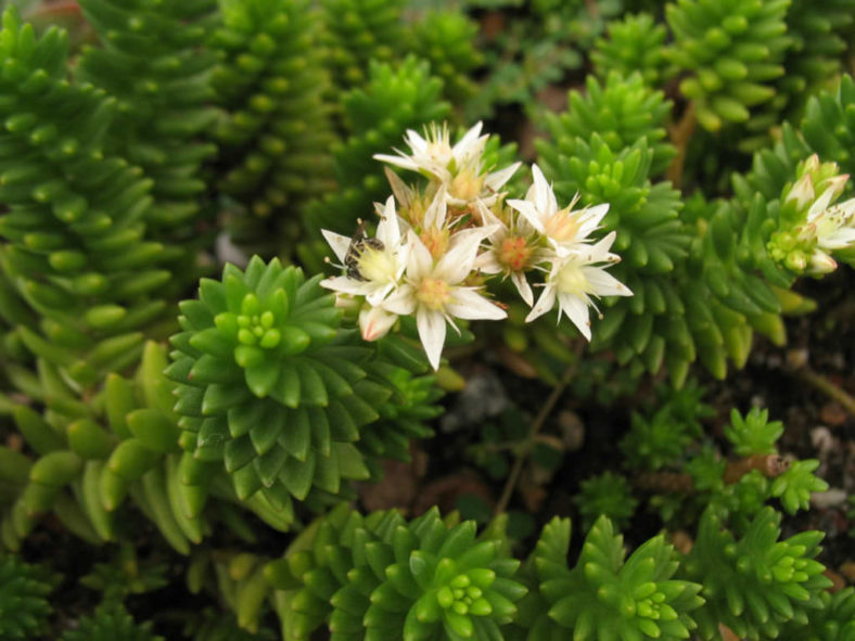 Sedum goldmanii, aka Villadia batesii