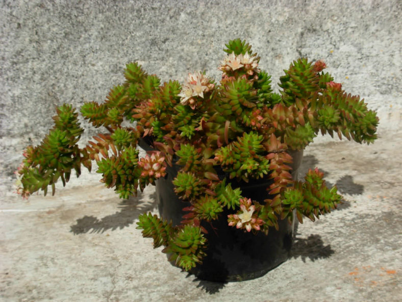 Sedum goldmanii, aka Villadia batesii
