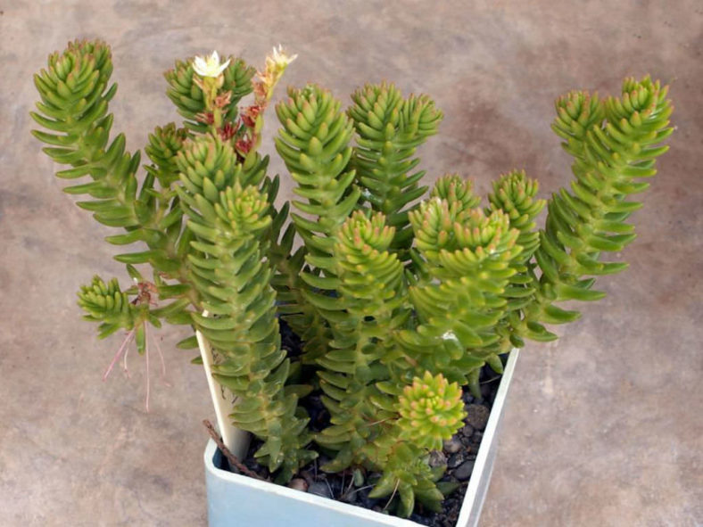 Sedum goldmanii, aka Villadia batesii