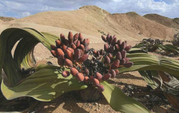 Welwitschia mirabilis (Tree Tumbo) Welwitschia mirabilis - Tree Tumbo