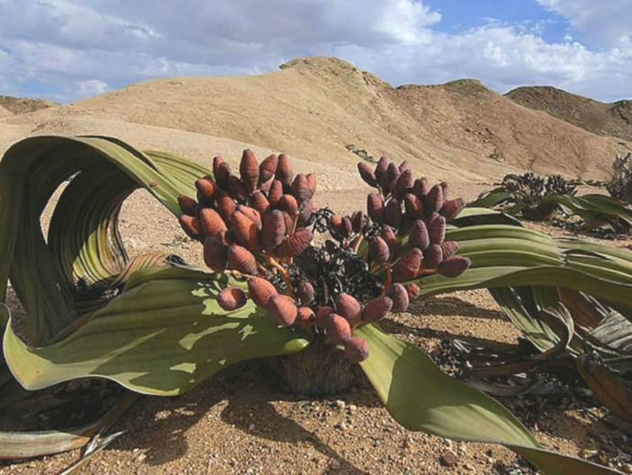 Welwitschia mirabilis - Tree Tumbo