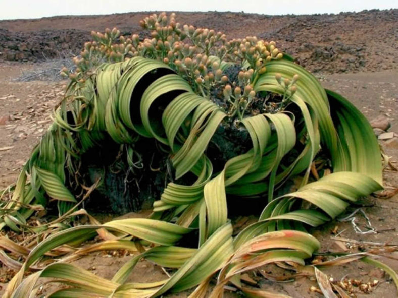 Welwitschia mirabilis - Tree Tumbo