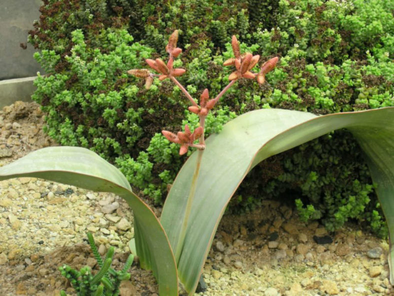 Welwitschia mirabilis - Tree Tumbo