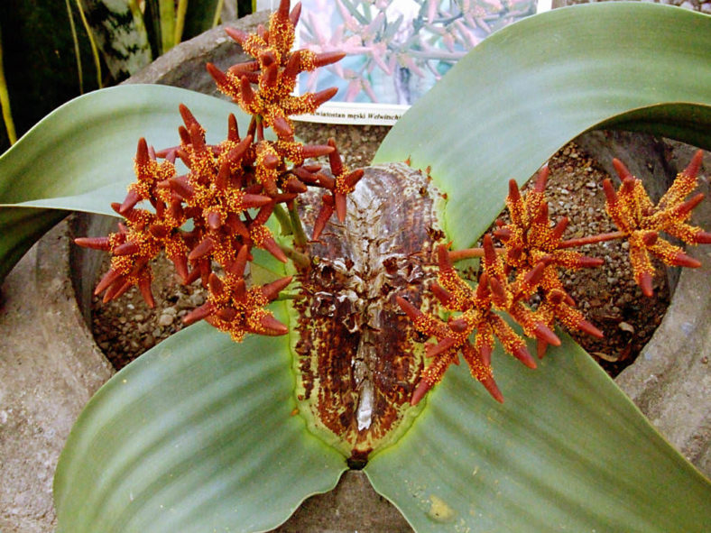 Welwitschia mirabilis - Tree Tumbo, Tumboa