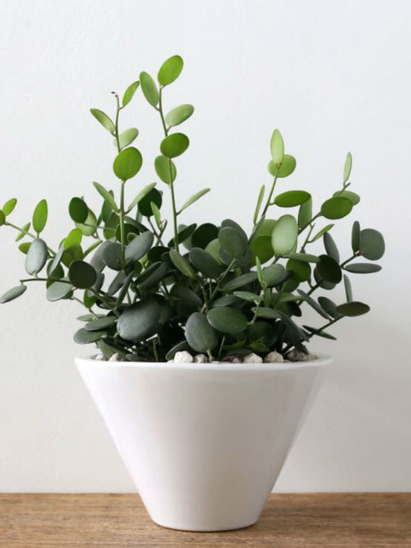 Xerosicyos danguyi - Silver Dollar Plant