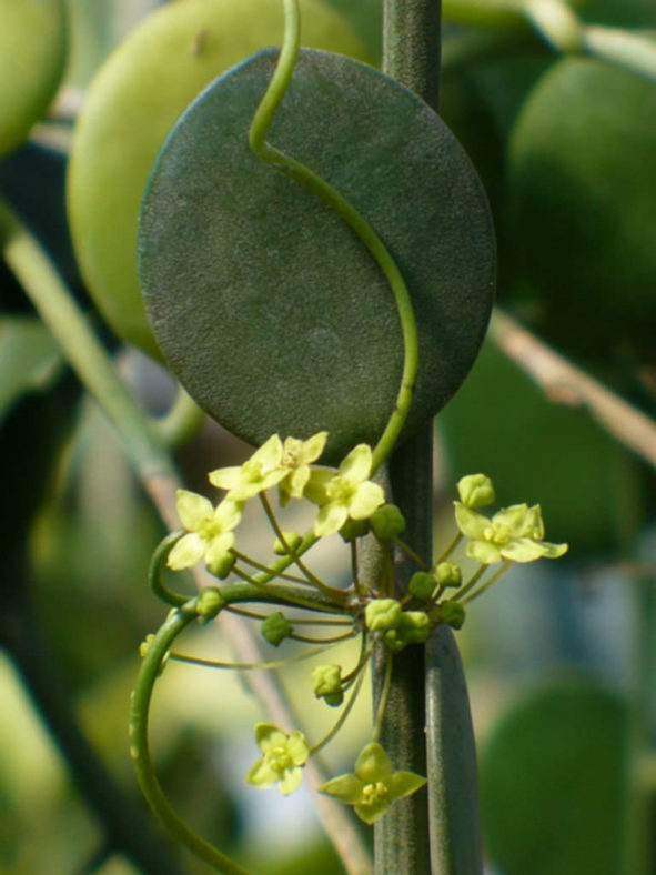 Xerosicyos danguyi - Silver Dollar Plant