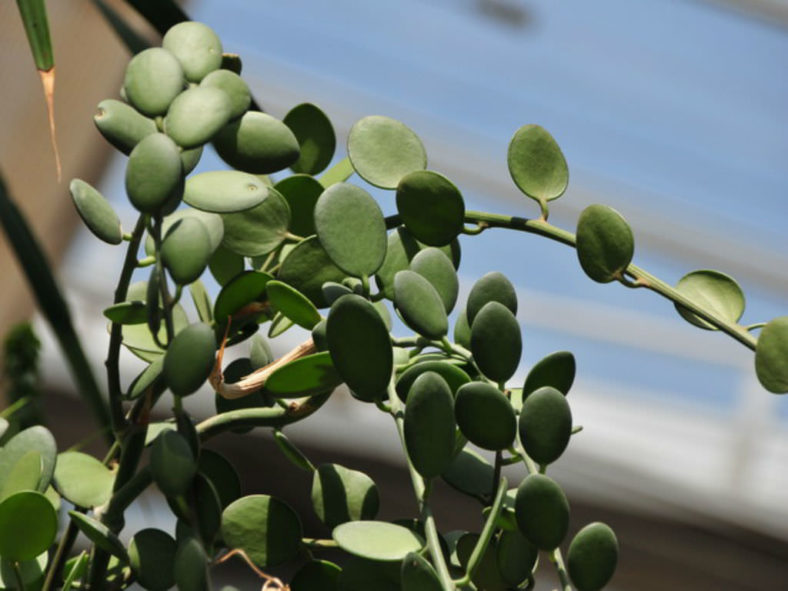 Xerosicyos danguyi – Silver Dollar Plant Dollar Vine