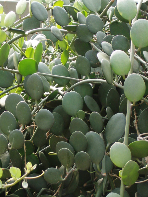 Xerosicyos danguyi – Silver Dollar Plant, Dollar Vine