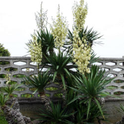 Yucca gloriosa (Spanish Dagger) - World of Succulents