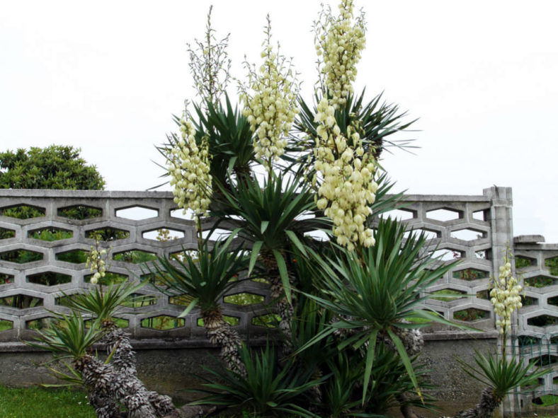Yucca gloriosa - Spanish Dagger Roman Candle