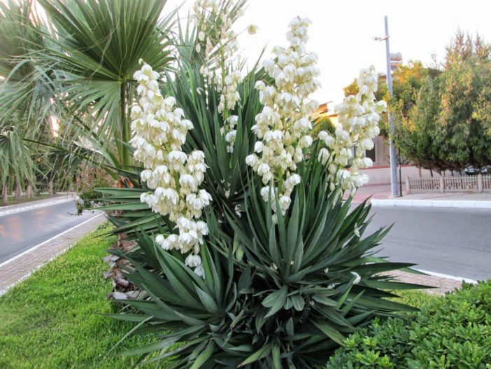 Yucca gloriosa - Spanish Dagger