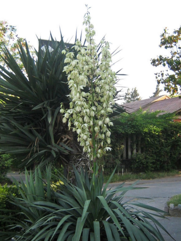 Yucca gloriosa - Spanish Dagger
