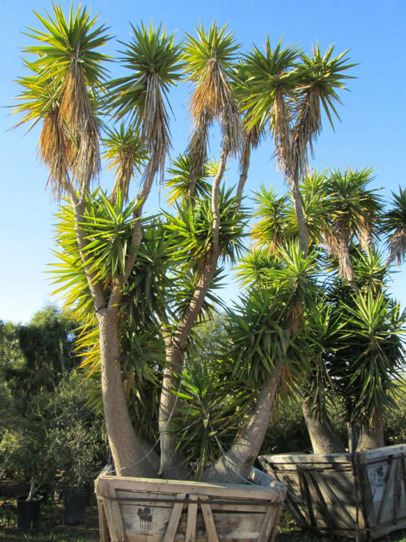Yucca gloriosa - Spanish Dagger