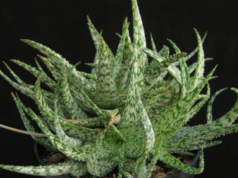 Aloe rauhii (Snowflake Aloe)