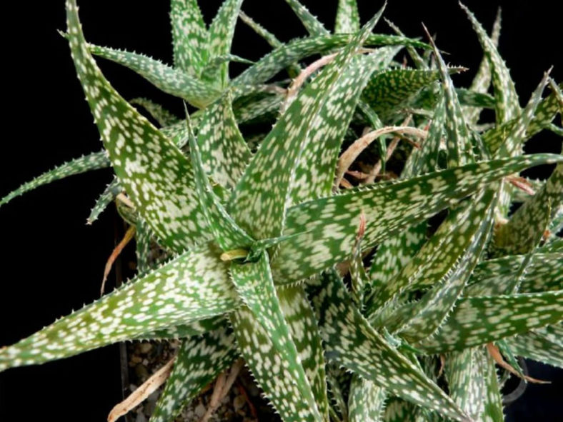 Aloe rauhii (Snowflake Aloe)