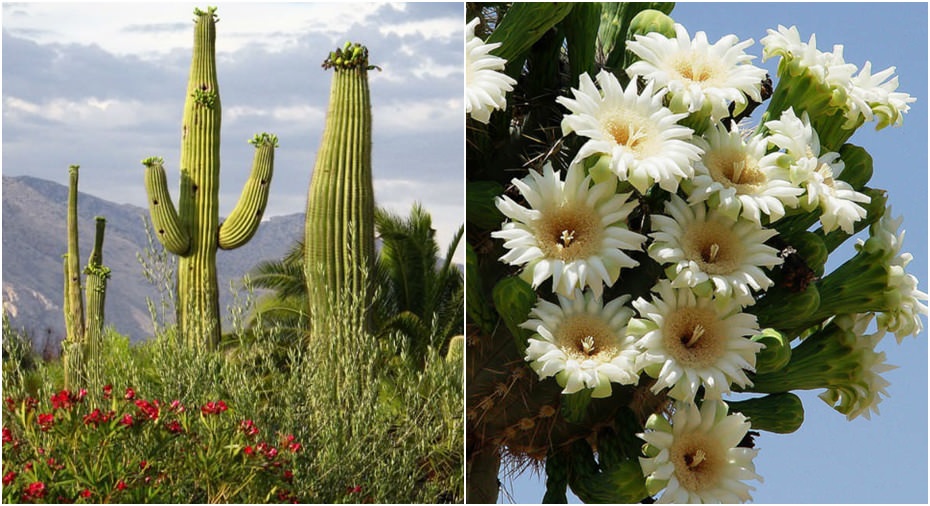 Cactus Saguaro Auténtica Carnegiea Gigantea Gigante Cactus nativo