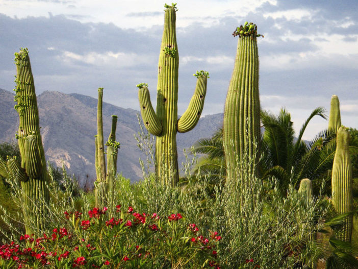 Carnegiea gigantea (Saguaro) | World of Succulents