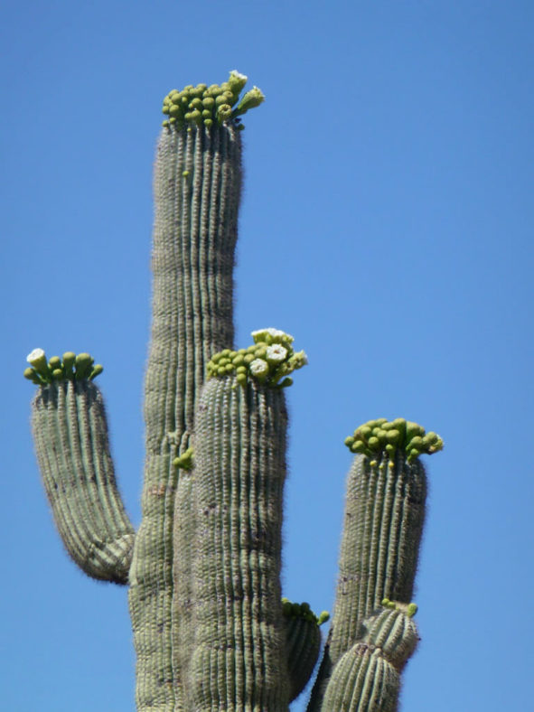 Carnegiea gigantea (Saguaro)