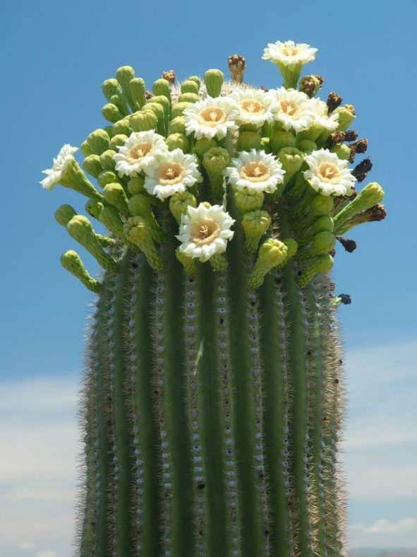 Carnegiea gigantea (Saguaro)