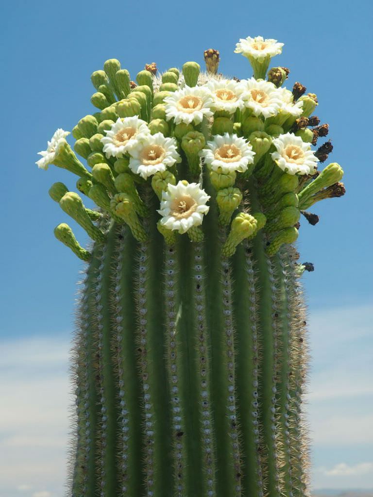 10 seeds Saguaro Carnegiea gigantea