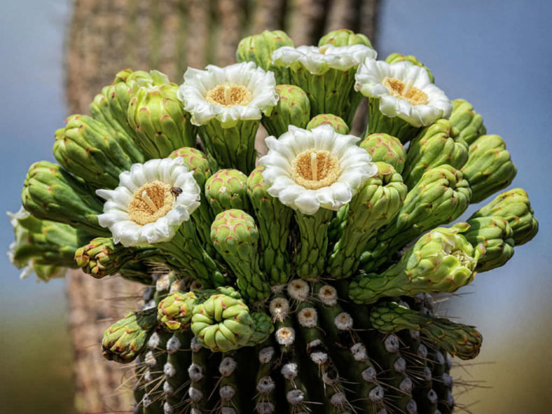 Carnegiea gigantea (Saguaro)