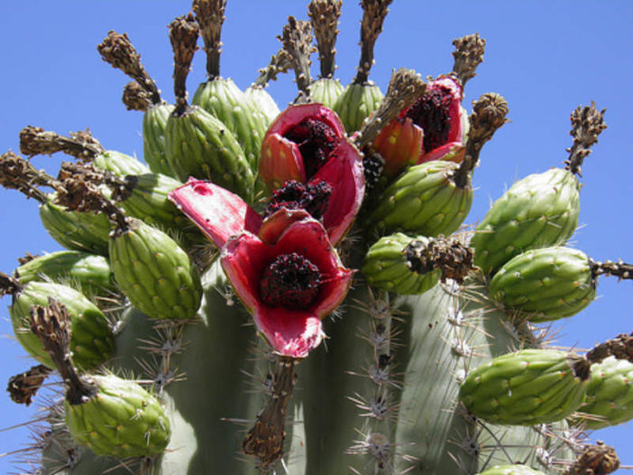 Healthy Edible Succulents (Carnegiea gigantea)