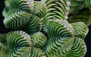 Crassula 'Buddha's Temple' Crassula 'Buddha's Temple'