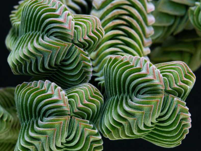 Crassula 'Buddha's Temple'