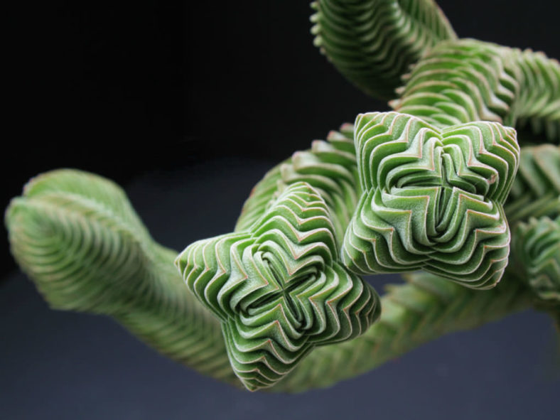 Crassula 'Buddha's Temple'