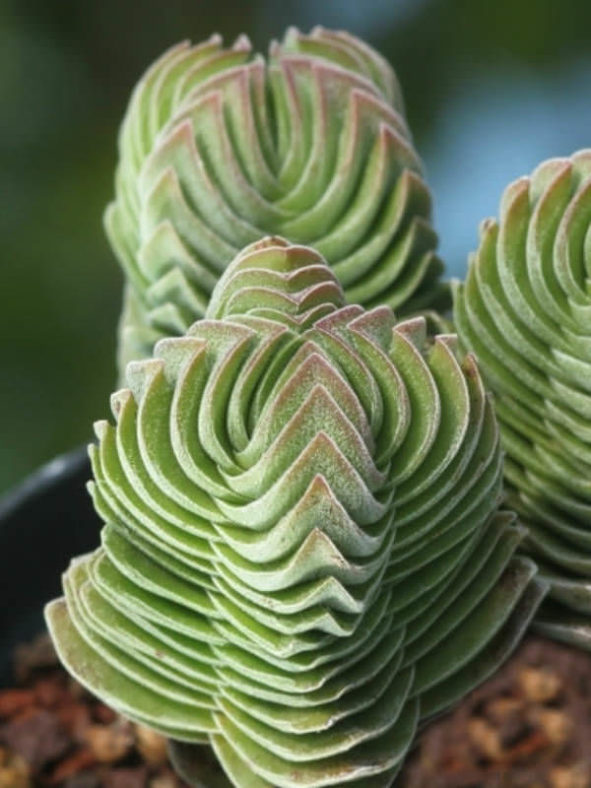 Crassula 'Buddha's Temple'