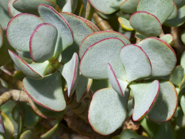 Crassula arborescens (Silver Dollar Plant)