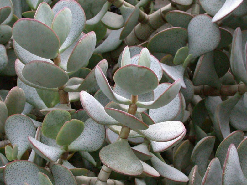 Crassula arborescens - World of Succulents