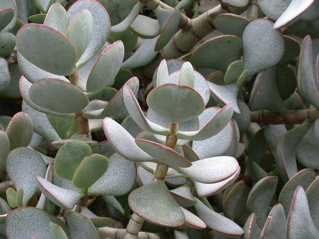 Silver Dollar Plant