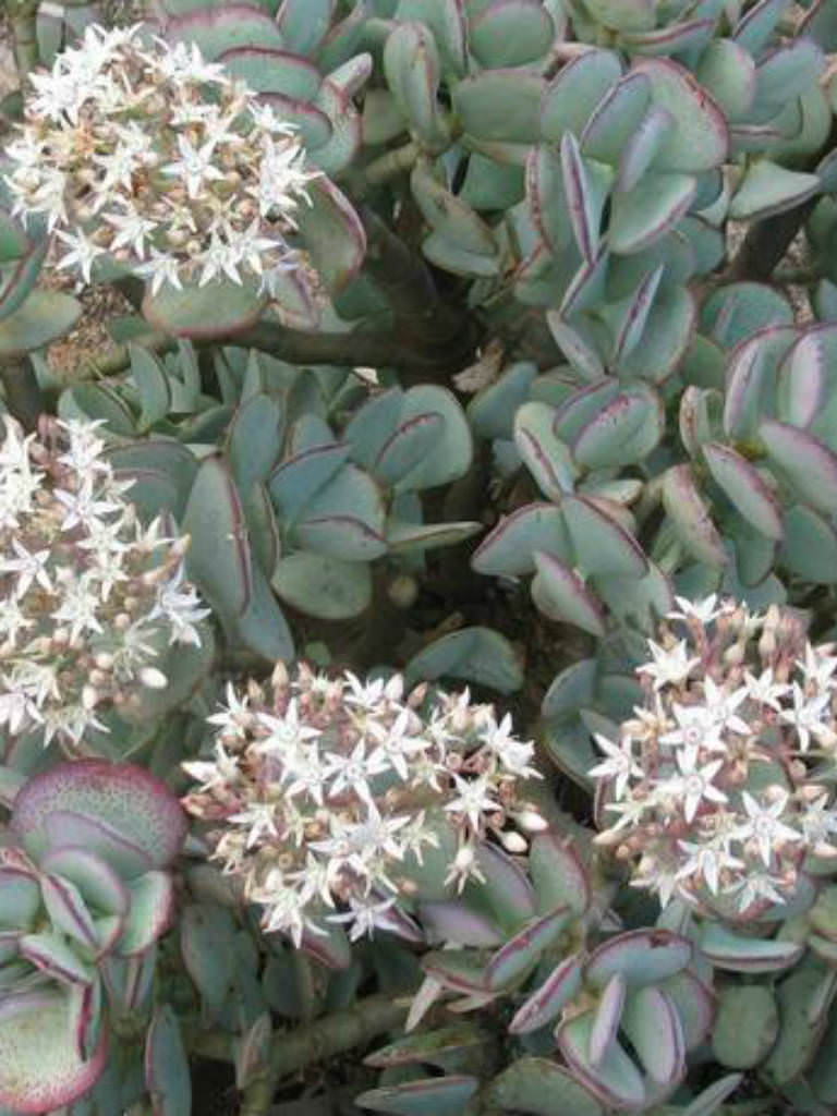 Crassula arborescens - Silver Dollar Plant | World of Succulents