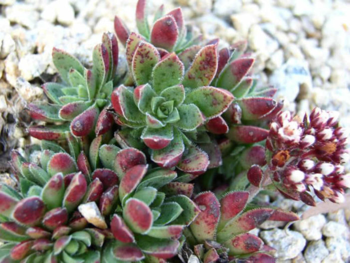 Crassula exilis