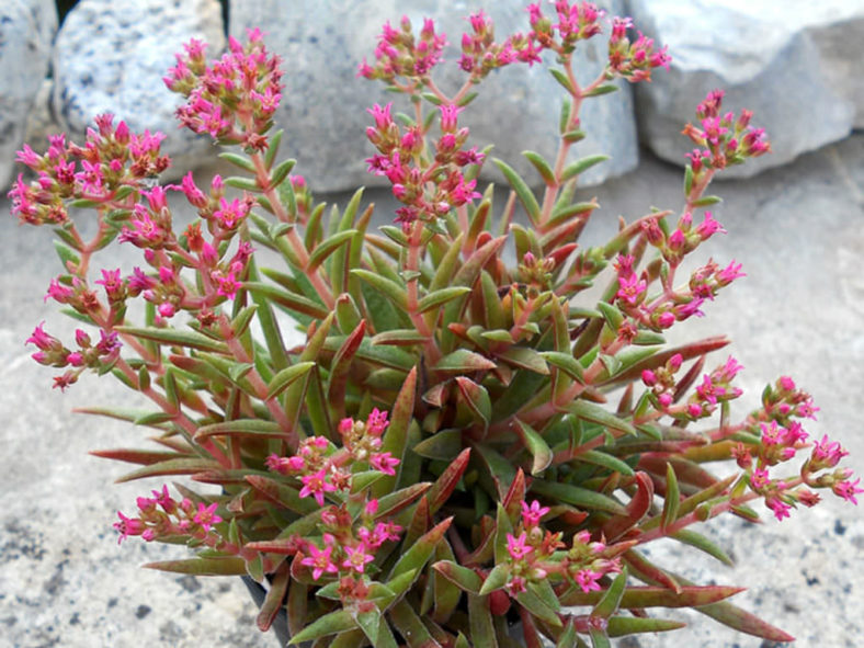 Crassula exilis subsp. schmidtii (Fairy Tongue) aka Crassula schmidtii