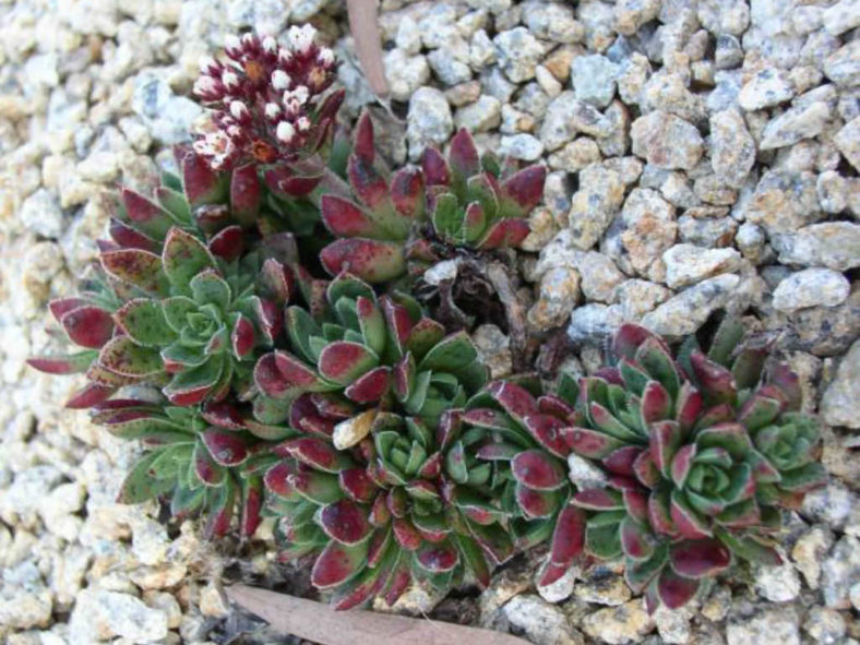 Crassula exilis