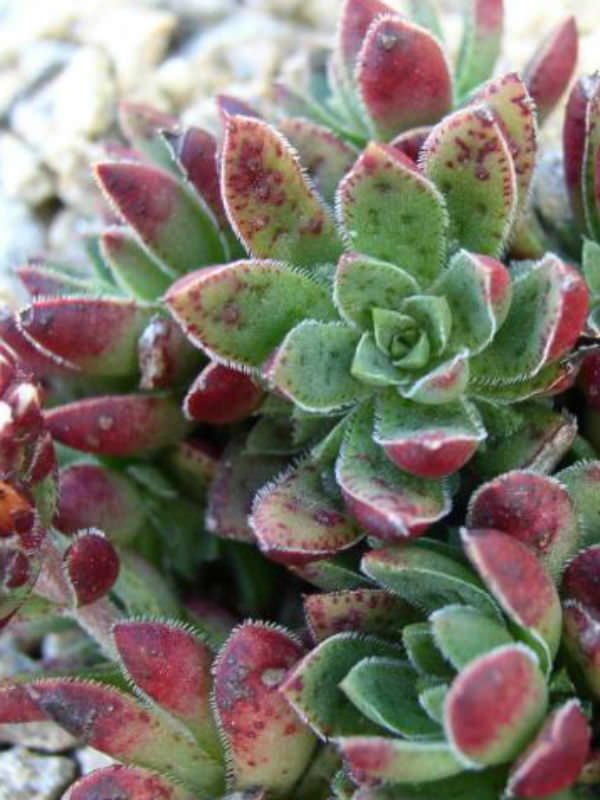 Crassula exilis | World of Succulents