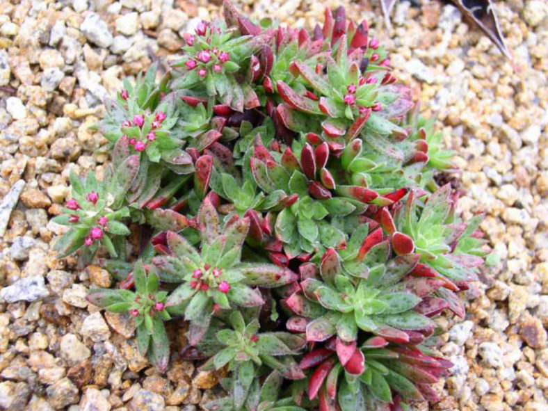 Crassula exilis