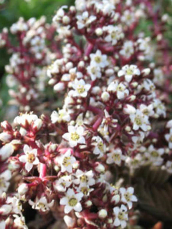 Crassula exilis