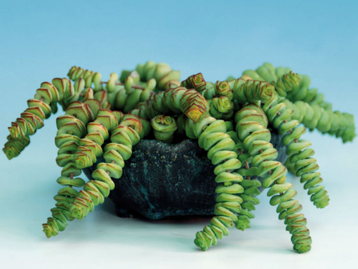 Crassula rupestris subsp. marnieriana (Jade Necklace) aka Crassula marnierana