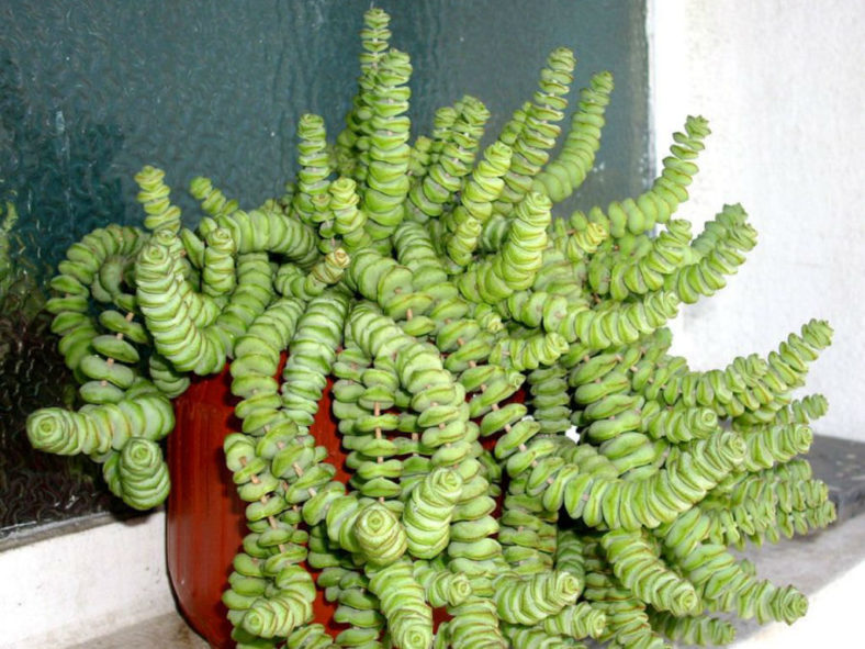 Crassula rupestris subsp. marnieriana (Jade Necklace)