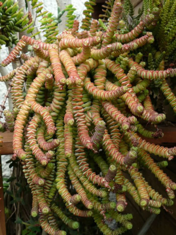 Crassula rupestris subsp. marnieriana (Jade Necklace)