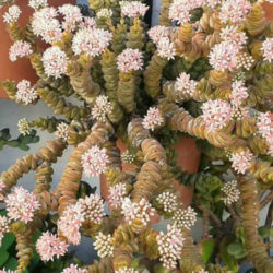 Crassula rupestris subsp. marnieriana - World of Succulents