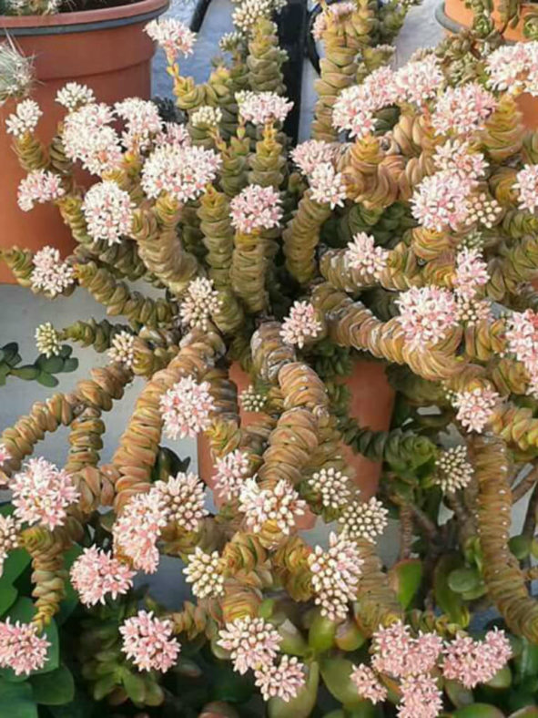 Crassula rupestris subsp. marnieriana (Jade Necklace)