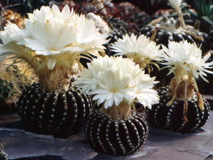 Discocactus horstii