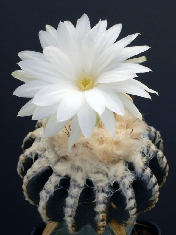 Discocactus horstii